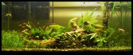 75 gallons planted tank (mostly live plants and fish) - 75g Planted. 30 species of plants and tons of fish.