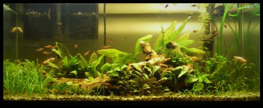 Rated #108: 75 Gallons Planted Tank - 75g Planted. 30 species of plants and tons of fish.