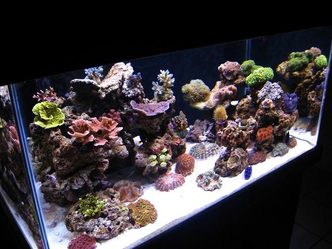 90 gallons reef tank (mostly live coral and fish) - my reef tank