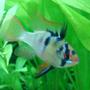freshwater fish - papiliochromis ramirezi - german blue ram stocking in 15 gallons tank - one on my blue rams