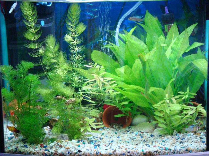 Rated #146: 15 Gallons Planted Tank - my tank again