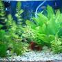 15 gallons planted tank (mostly live plants and fish) - my tank again