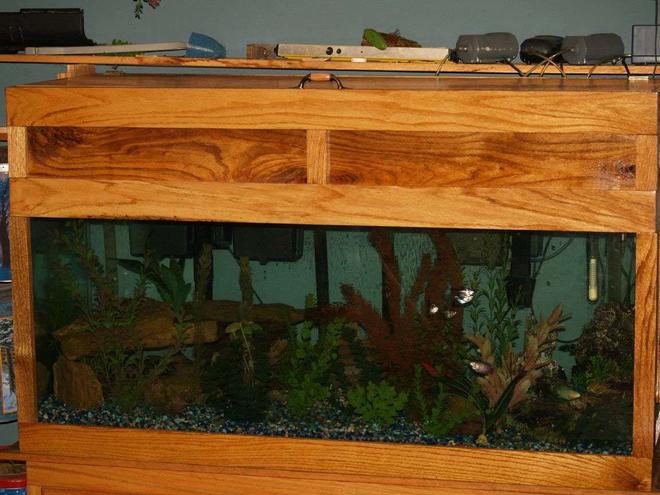 75 gallons freshwater fish tank (mostly fish and non-living decorations) - 75 gal freshwater