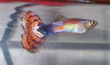 freshwater fish - poecilia reticulata - red cobra delta guppy stocking in 10 gallons tank - One of my male Guppies. If you know what kind it is please let me know.. Thanks!