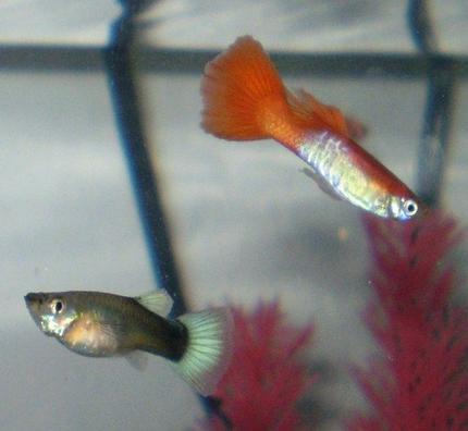 freshwater fish - poecilia reticulata - orange sunshine guppy stocking in 10 gallons tank - One of my male Guppies. If you know what kind it is please let me know.. Thanks!