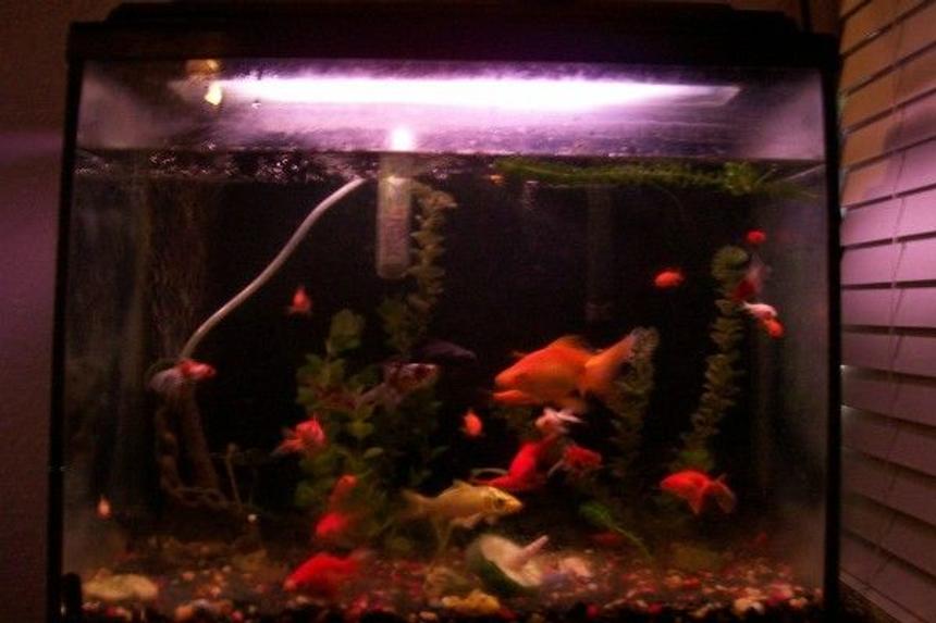 Rated #524: 30 Gallons Freshwater Fish Tank - my tank, while cleaning the other ones