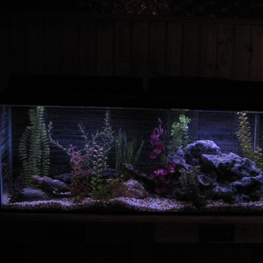 Rated #64: 55 Gallons Freshwater Fish Tank - 55 gallon freshwater tank with all fake plants, fake driftwood. Only have 3 cichlids so far. Work in progress !!!
