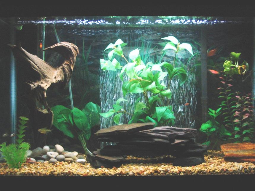 Rated #148: 29 Gallons Freshwater Fish Tank - 29 gallon community