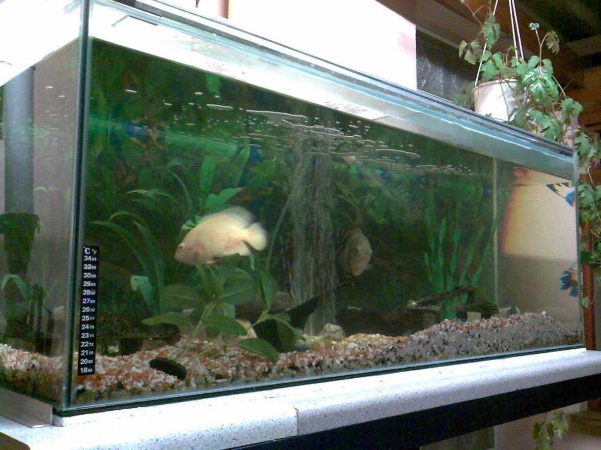 66 gallons freshwater fish tank (mostly fish and non-living decorations) - Up and running