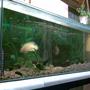 66 gallons freshwater fish tank (mostly fish and non-living decorations) - Up and running