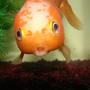 freshwater fish - carassius auratus - fancy goldfish stocking in 72 gallons tank - More of Turbo.