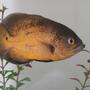 freshwater fish - astronotus ocellatus - red oscar stocking in 72 gallons tank - Peaches, our smaller oscar.