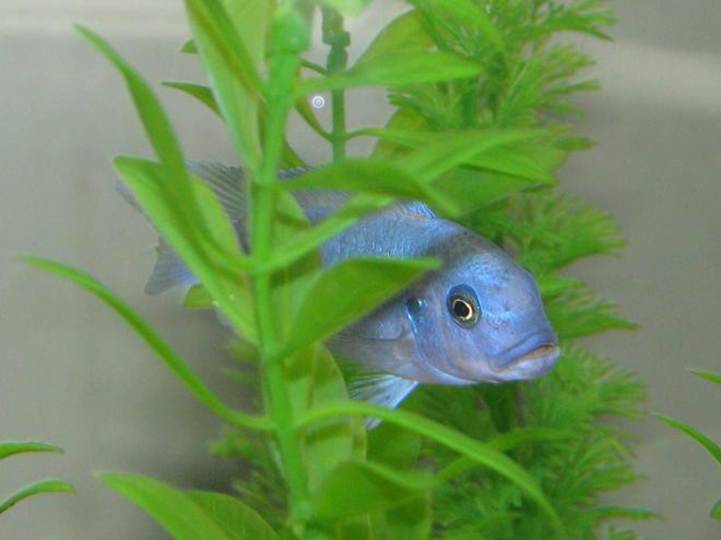 freshwater fish - maylandia callainos - blue cobalt cichlid stocking in 72 gallons tank - This is slurpie another of our african cichlids.