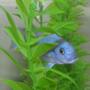 freshwater fish - maylandia callainos - blue cobalt cichlid stocking in 72 gallons tank - This is slurpie another of our african cichlids.