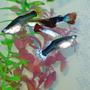 freshwater fish - poecilia reticulata - black phantom delta guppy stocking in 55 gallons tank - some of my guppies.