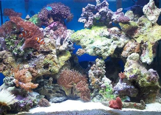 20 gallons reef tank (mostly live coral and fish) - 20 gallon reef tank