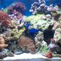 20 gallons reef tank (mostly live coral and fish) - 20 gallon reef tank