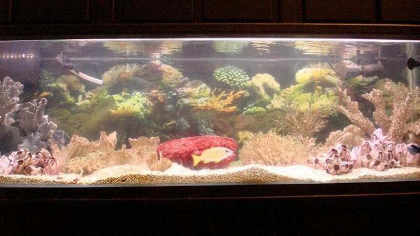 Rated #46: 125 Gallons Saltwater Fish Tank - the125