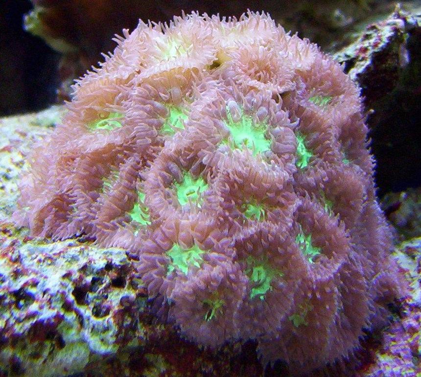 Rated #6: Corals Inverts - Blastomussa Merletti - Australian Big Polyp Blastomussa Stocking In 65 Gallons Tank - blastomussa merleti