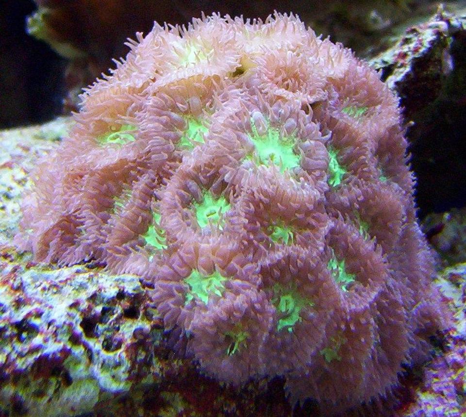 corals inverts - blastomussa merletti - australian big polyp blastomussa stocking in 65 gallons tank - blastomussa merleti