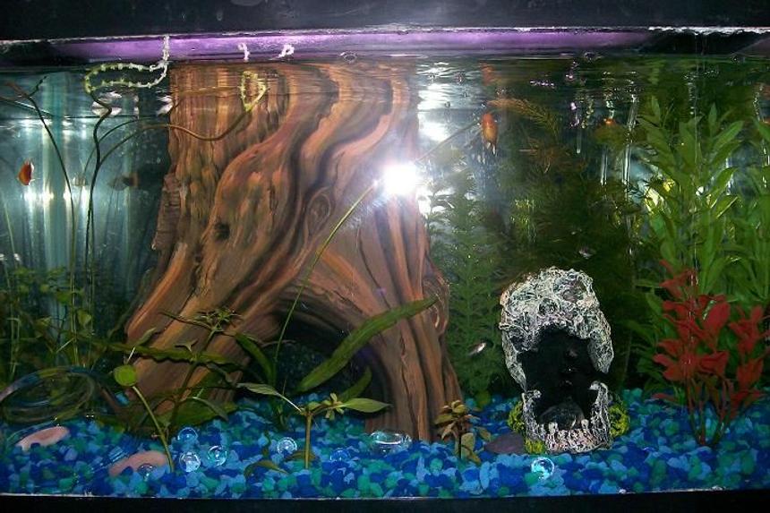 Rated #405: 20 Gallons Freshwater Fish Tank - Two Platies
5 Ghost Shrimp
2 Apo something bulbs
1 HornWort
Log in back is a filter
SOme babie mollies and platies