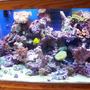 65 gallons reef tank (mostly live coral and fish)