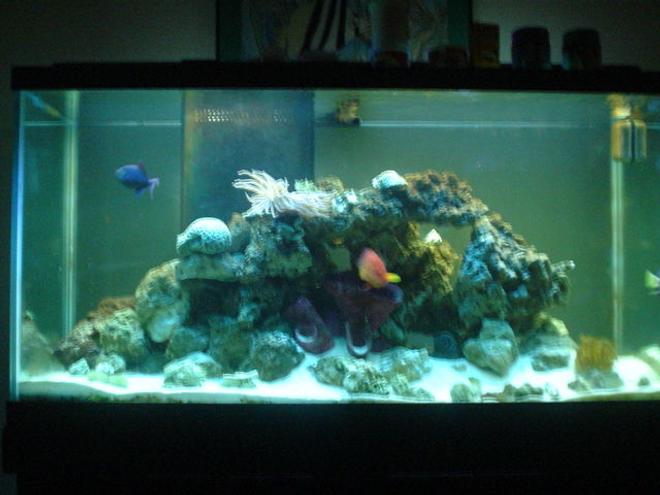 90 gallons saltwater fish tank (mostly fish, little/no live coral) - 90 gal FOWLR