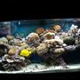 90 gallons reef tank (mostly live coral and fish) - 3 years