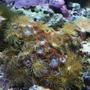 corals inverts - undescribed zoanthid - colony polyp, yellow stocking in 90 gallons tank - 3 years