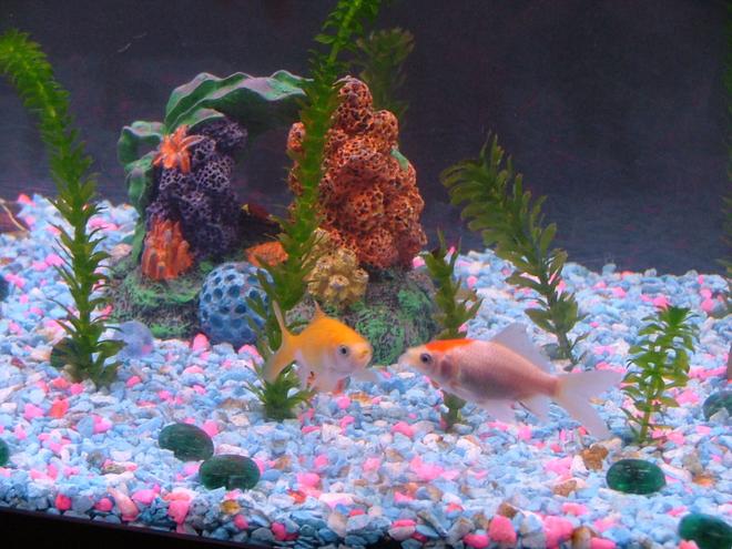 freshwater fish - cyprinus carpio - koi stocking in 55 gallons tank - We are friends forever.