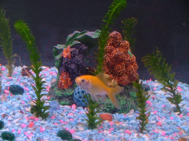 freshwater fish - cyprinus carpio - koi stocking in 55 gallons tank - Hi I'm Jimpo.