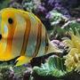 saltwater fish - chelmon rostratus - copperband butterflyfish stocking in 125 gallons tank - mr fishy