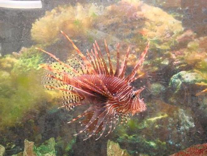 saltwater fish - pterois volitans - volitan lionfish stocking in 125 gallons tank - the lion