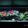 55 gallons saltwater fish tank (mostly fish, little/no live coral) - 55 gallon marine tank with 85 pounds of cured live figi rock!