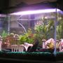 20 gallons freshwater fish tank (mostly fish and non-living decorations) - My 20 Gallon Tank (needing some water)