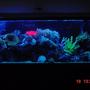 fish tank picture - bikini bottom at night!