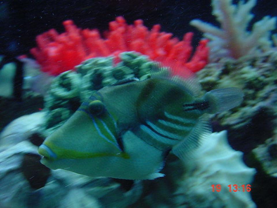 saltwater fish - rhinecanthus aculeatus - humu picasso triggerfish stocking in 55 gallons tank - My huma trigger.