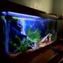 fish tank picture - rff