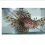 saltwater fish - pterois volitans - volitan lionfish stocking in 2 gallons tank - 8" Devil Lionfish I caught.