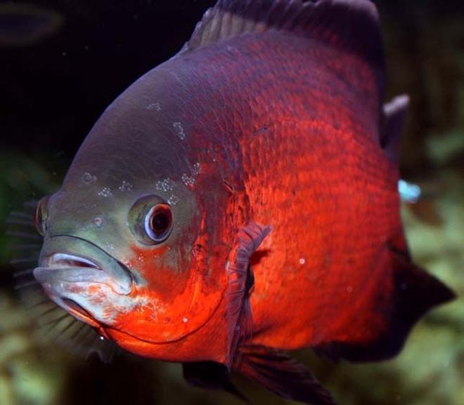 freshwater fish - astronotus ocellatus - red oscar stocking in 265 gallons tank - "Smokey" the dominant Oscar in my Aquarium