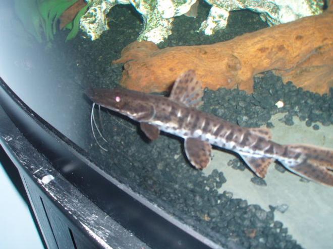 freshwater fish - pseudoplatystoma fasciatum - tiger shovelnose cat stocking in 72 gallons tank - Tiger Shovel nose catfish. A.K.A. Belly Buster