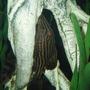 freshwater fish - panaque nigrolineatus - gold royal pleco (l-027) stocking in 72 gallons tank - Royalty