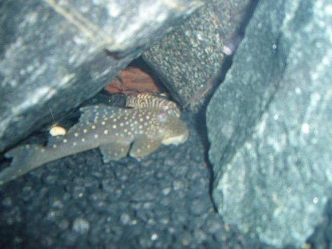 freshwater fish - hemiancistrus sp. - blue phantom pleco (l128) stocking in 72 gallons tank - Blue Phantom and baby King Tiger plecos
