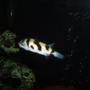 freshwater fish - colomesus asellus - brazilian puffer stocking in 72 gallons tank - Brazilian Puffer