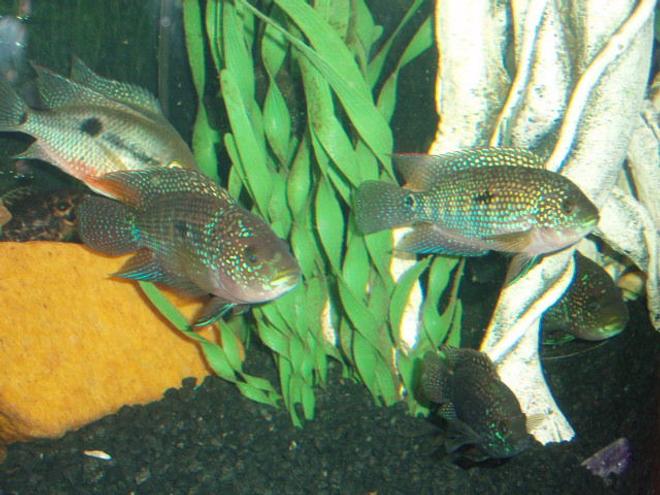 freshwater fish - nandopsis octofasciatum - jack dempsey stocking in 72 gallons tank - Jack Dempseys