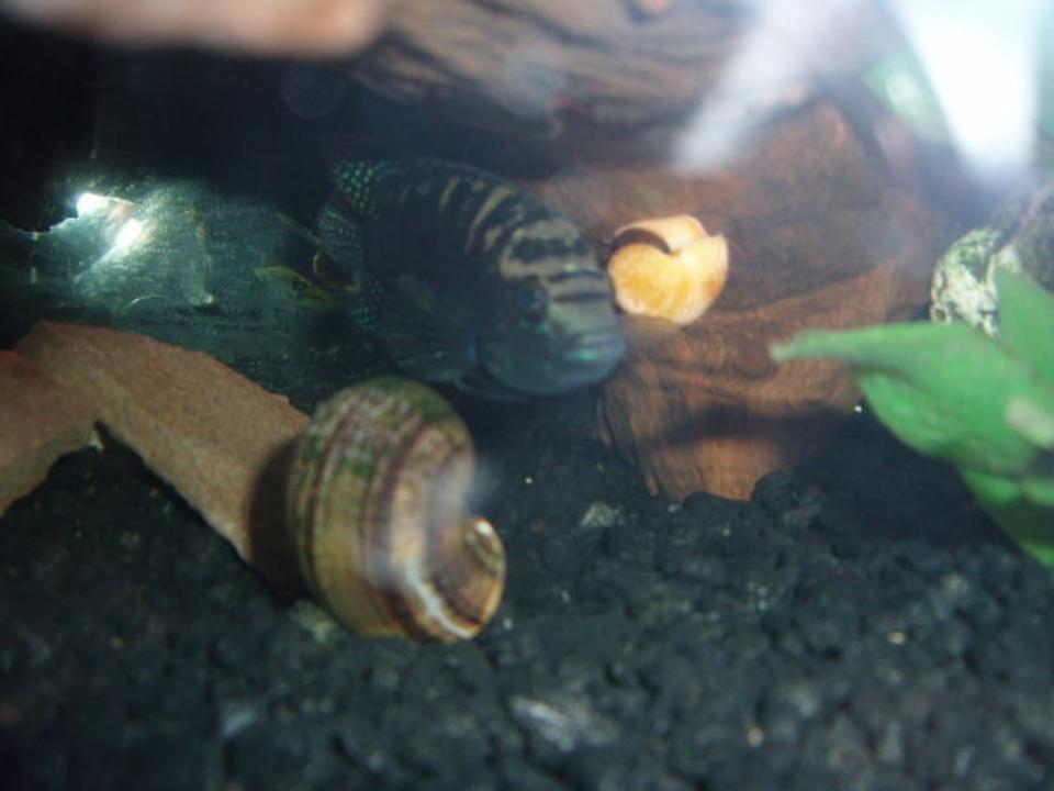 freshwater fish - nandopsis octofasciatum - jack dempsey stocking in 72 gallons tank - Female Jack Dempsey in the process of breeding