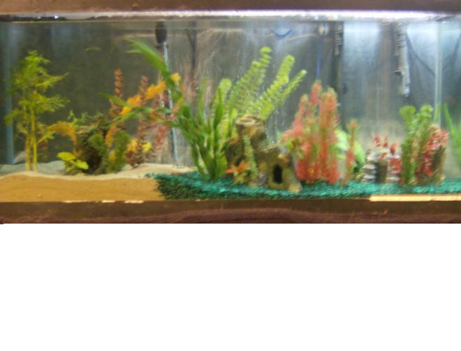 88 gallons freshwater fish tank (mostly fish and non-living decorations) - My Tank