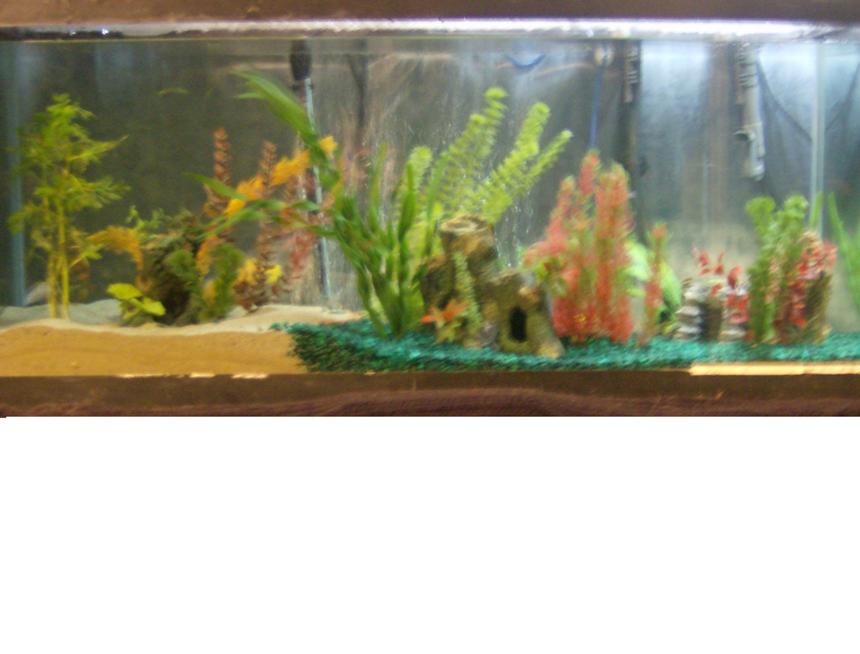 Rated #510: 88 Gallons Freshwater Fish Tank - My Tank