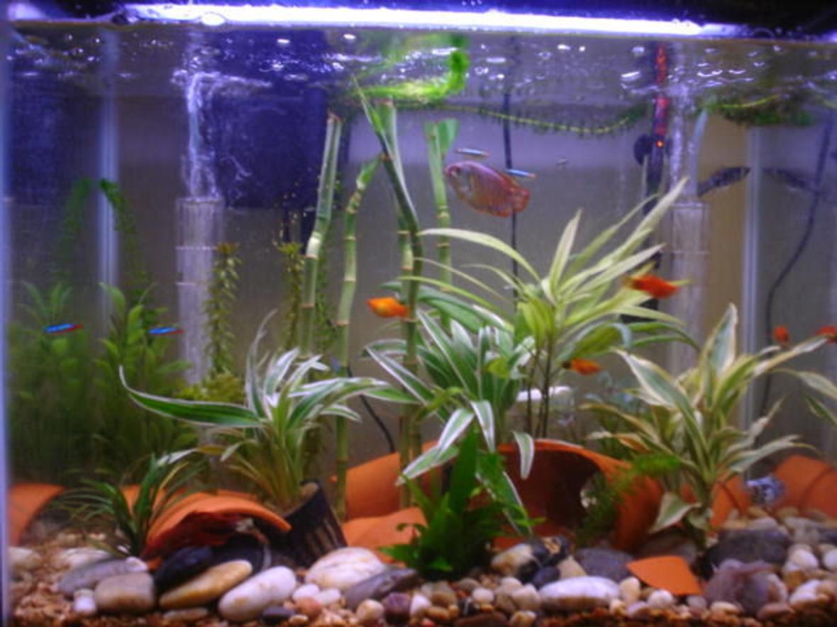 15 gallons planted tank (mostly live plants and fish) - Overall shot