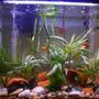 15 gallons planted tank (mostly live plants and fish) - Overall shot